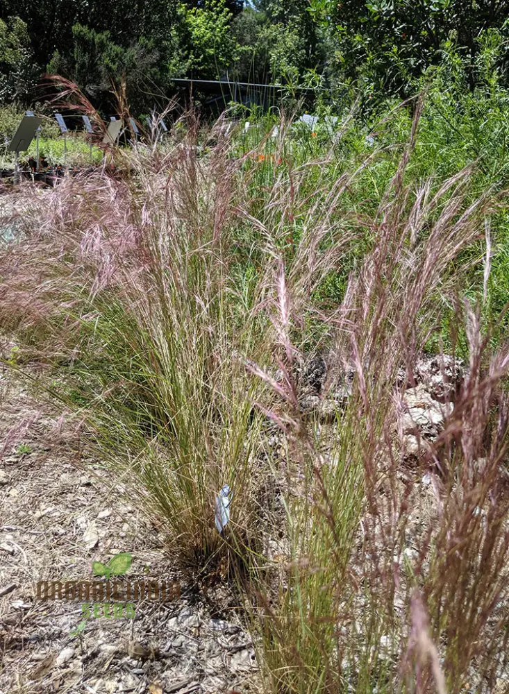 Purple Three Awn Seeds - Aristida Purpurea for Natural Landscaping (100 seeds)