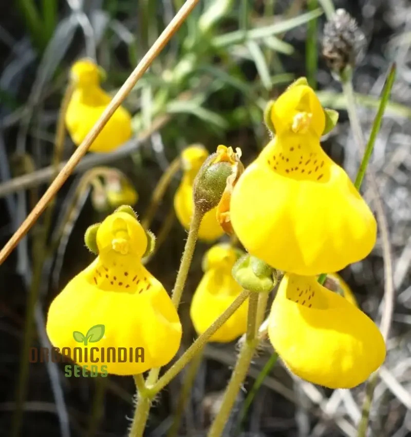 Cap Gold Pocketbook Semi-Limestone Flower Seeds for Planting 100 pcs