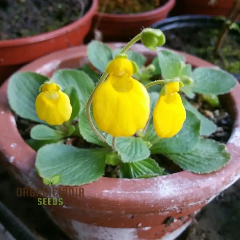 Cap Gold Pocketbook Semi-Limestone Flower Seeds for Planting 100 pcs