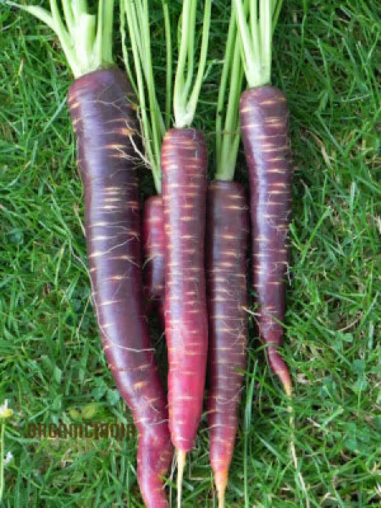 Carpet Blue and Yellow Ravanello Vegetable Seeds, Planting