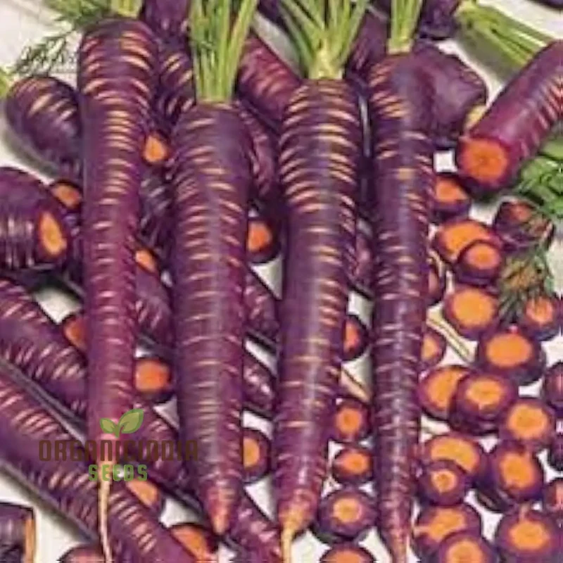 Carpet Blue and Yellow Ravanello Vegetable Seeds, Planting