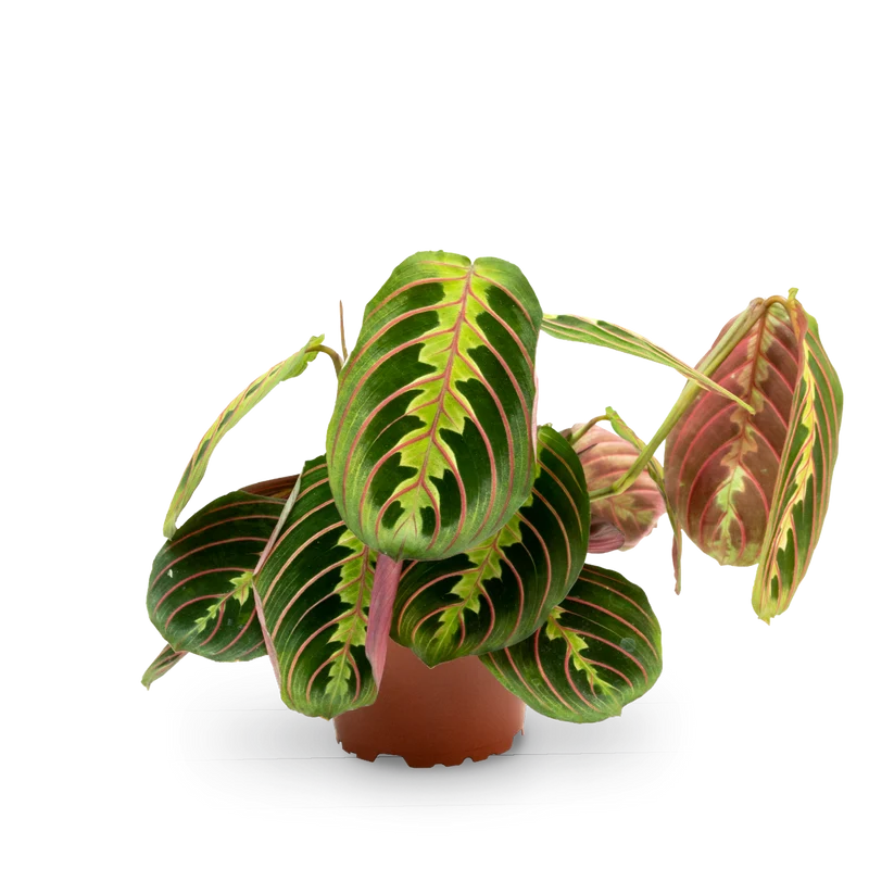 Maranta leuconeura 'Fascinator Tricolor'