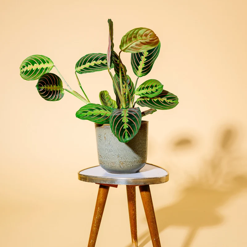 Maranta leuconeura 'Fascinator Tricolor'