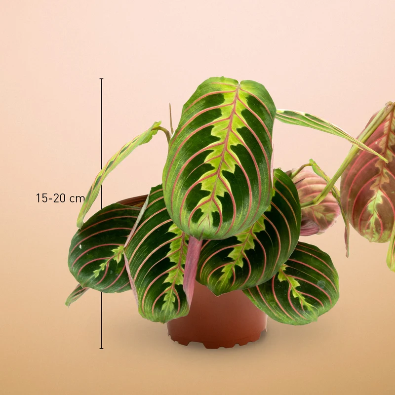 Maranta leuconeura 'Fascinator Tricolor'
