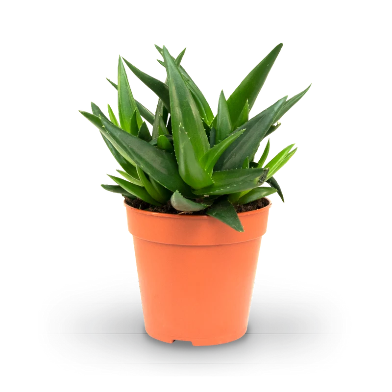 Haworthia 'West Jogoo'