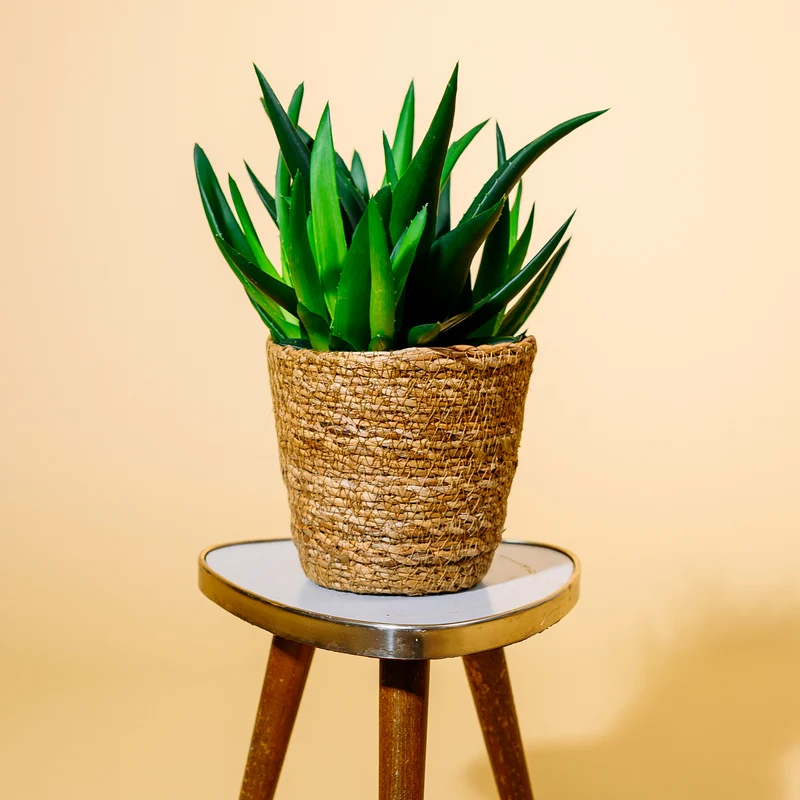 Haworthia 'West Jogoo'