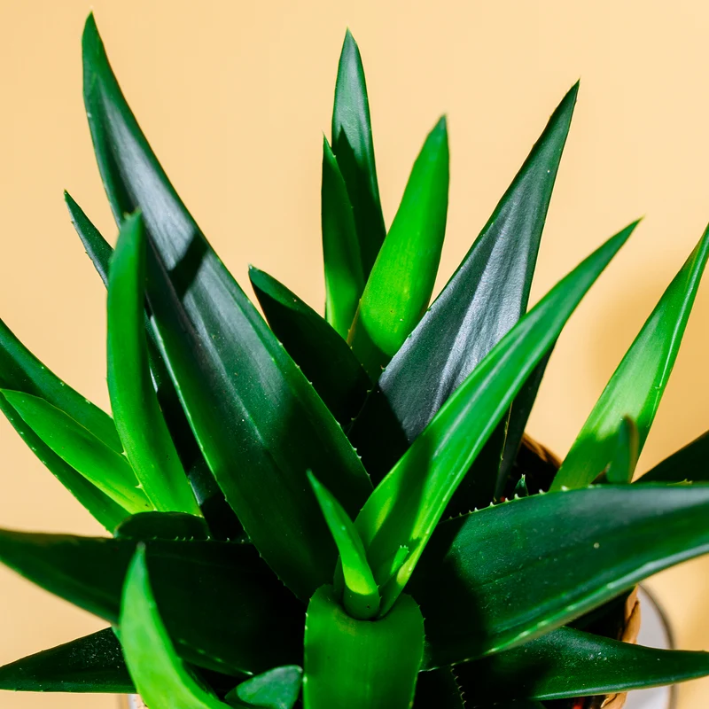 Haworthia 'West Jogoo'