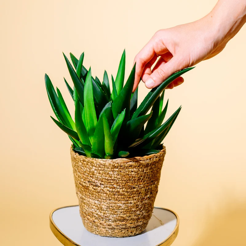 Haworthia 'West Jogoo'