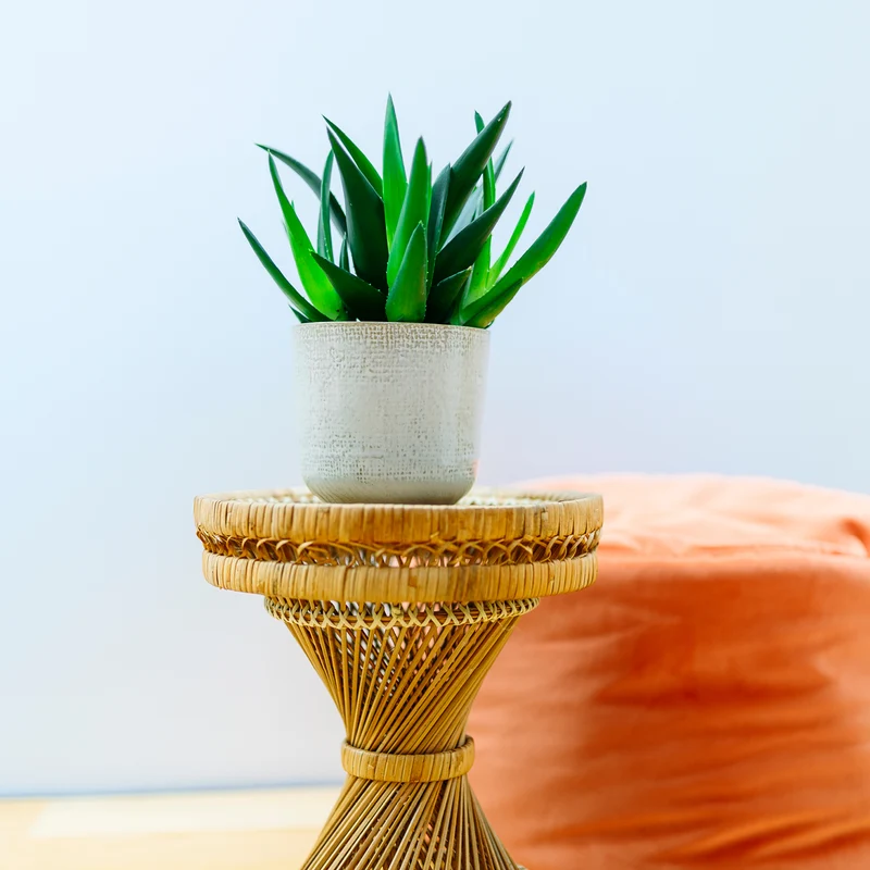 Haworthia 'West Jogoo'