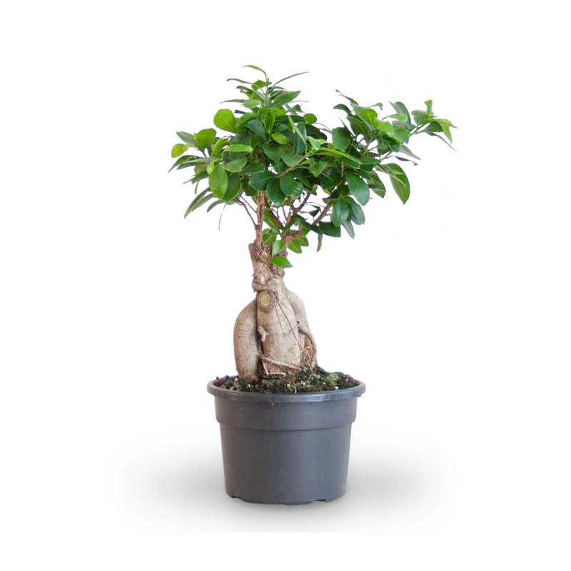 Ficus 'Ginseng' Bonsai