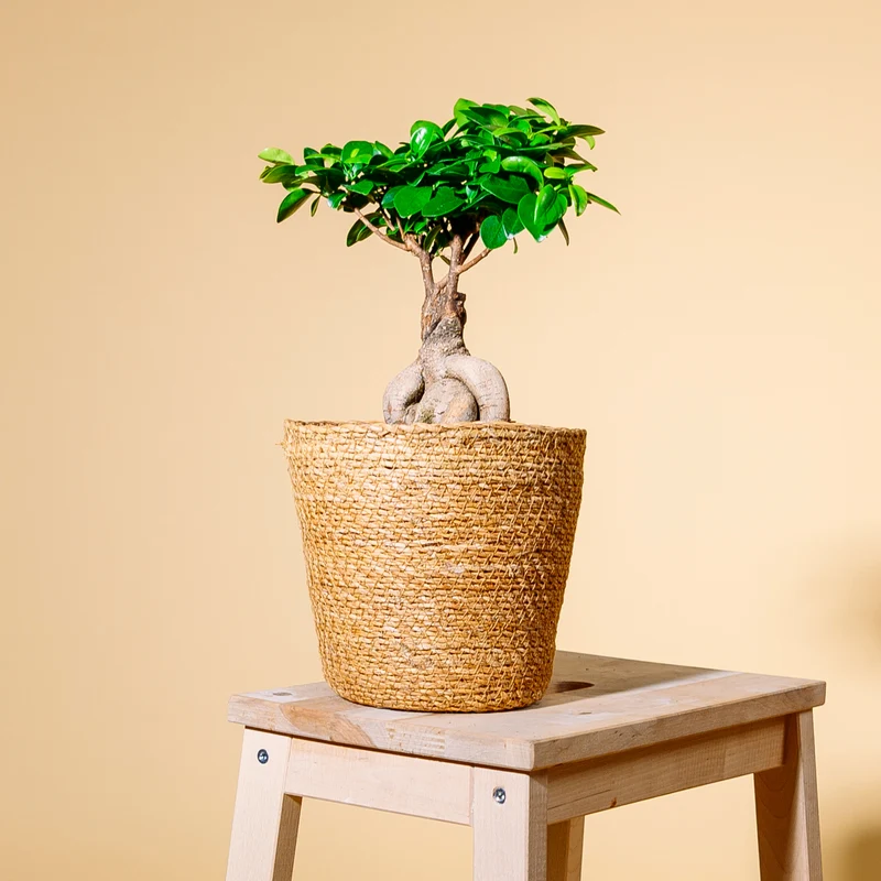 Ficus 'Ginseng' Bonsai