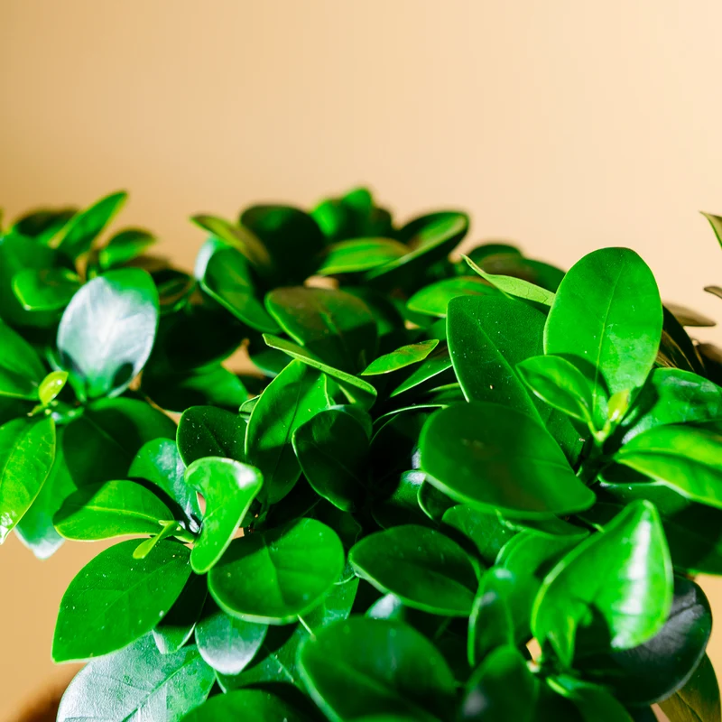 Ficus 'Ginseng' Bonsai