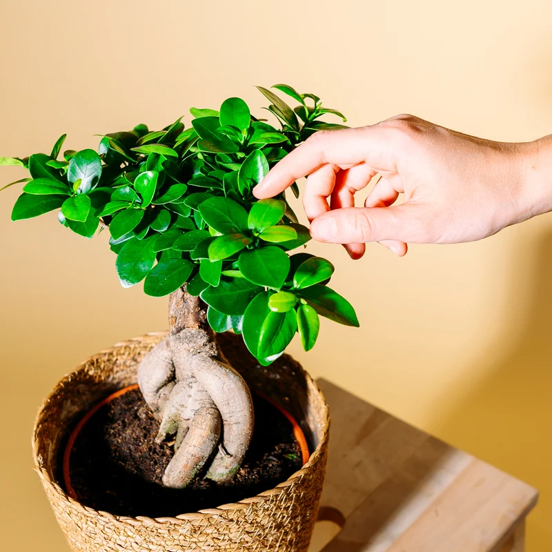 Ficus 'Ginseng' Bonsai