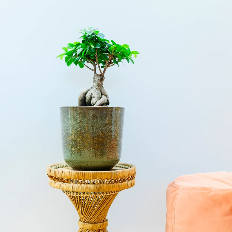 Ficus 'Ginseng' Bonsai