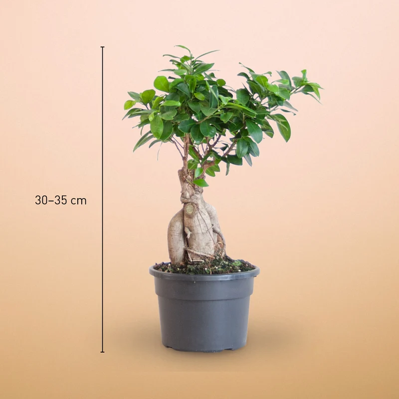 Ficus 'Ginseng' Bonsai