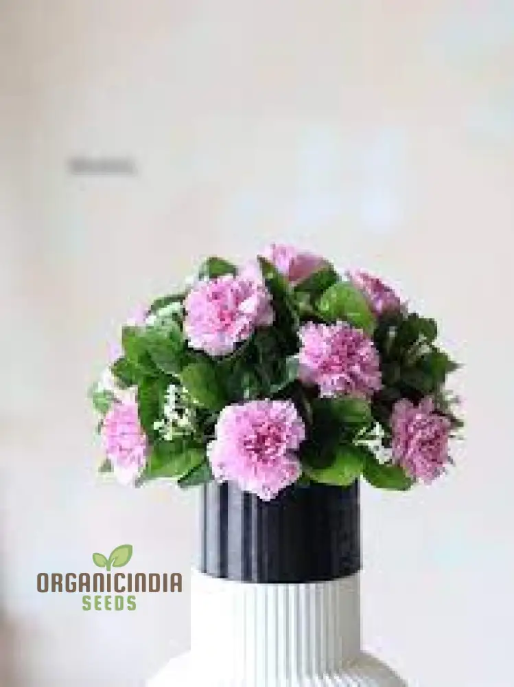 Eustoma Flower Seeds for Planting - 100 pcs