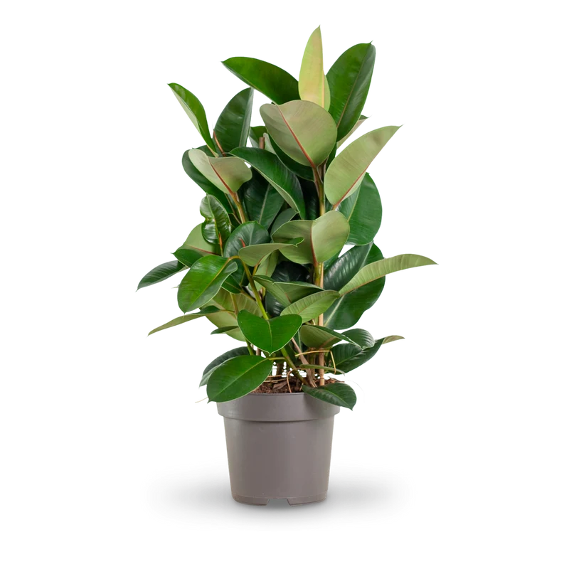 Gummibaum 'Robusta' XXL-Größe