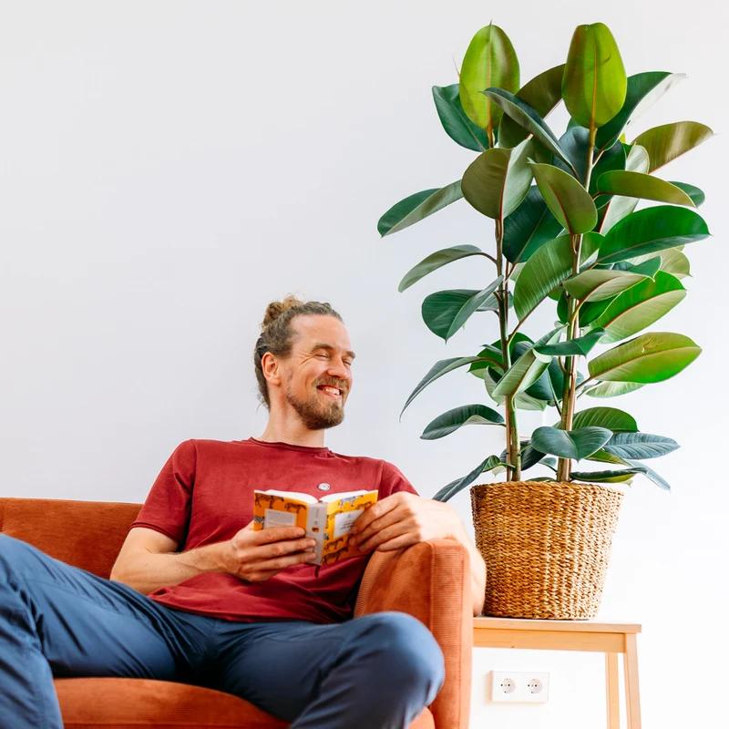 Gummibaum 'Robusta' XXL-Größe