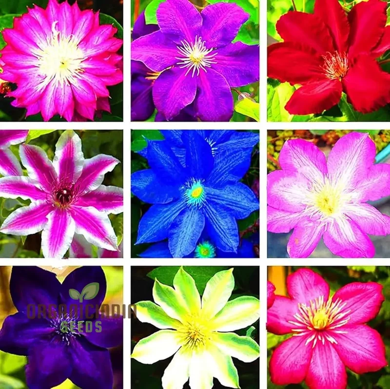 Clematis Flower Seeds Beautiful Mixed Colors for All Seasons Easy to Grow Climbing Plants