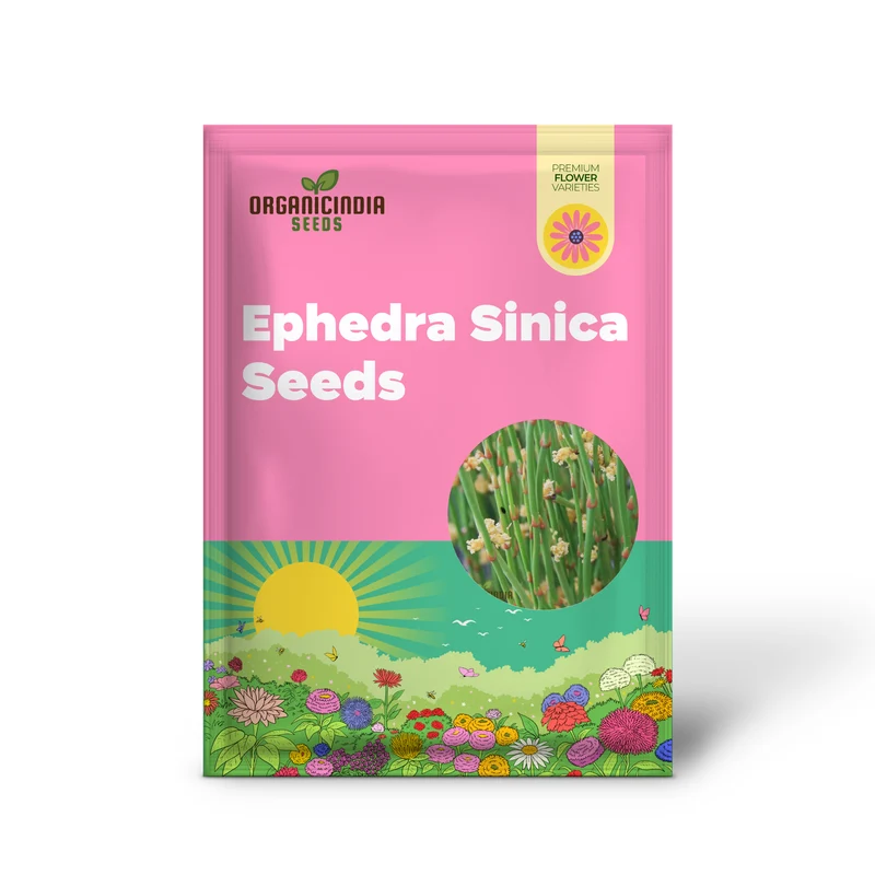 Ephedra Sinica Seeds – Premium Ornamental Drought-Tolerant Shrub