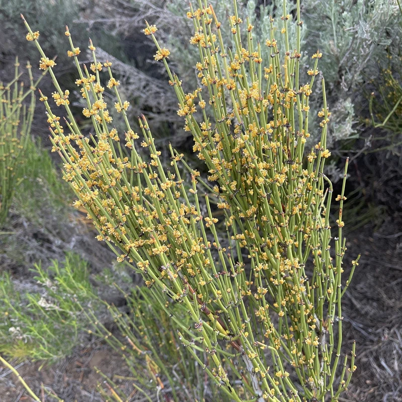 Ephedra Sinica Seeds – Premium Ornamental Drought-Tolerant Shrub