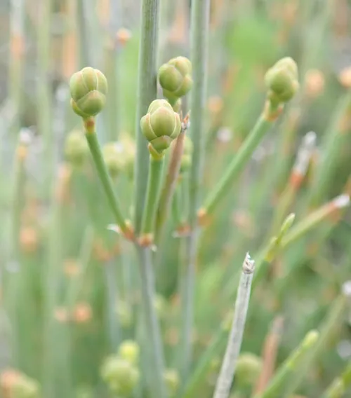 Ephedra Sinica Seeds – Premium Ornamental Drought-Tolerant Shrub