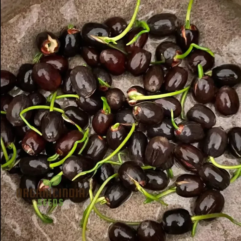 Mixed Bowl Lotus Seeds for Planting Perfect for Water Gardens