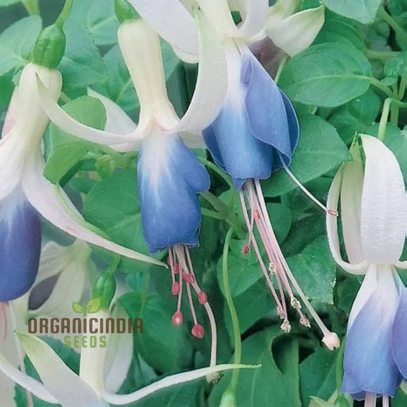 Nema Fuchsia Flower Seeds - Blue for Planting, Cultivating Stunning and Vibrant Blue Blooms in Your Garden