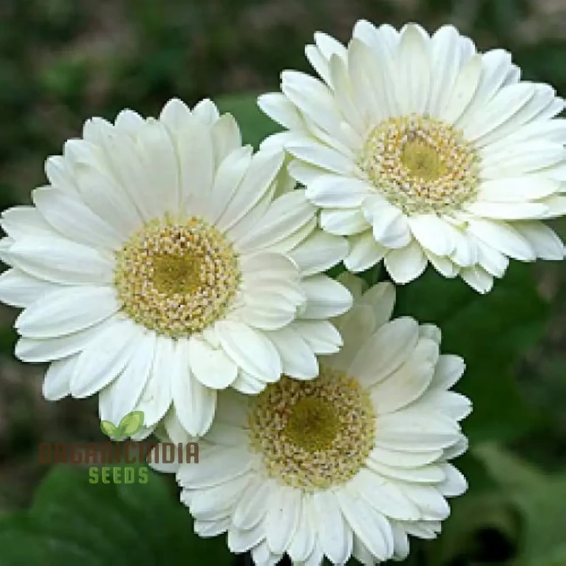 Gerbera Seeds (Gerbera Daisy Seeds) - Vibrant Long-Blooming Flowers for Gardens