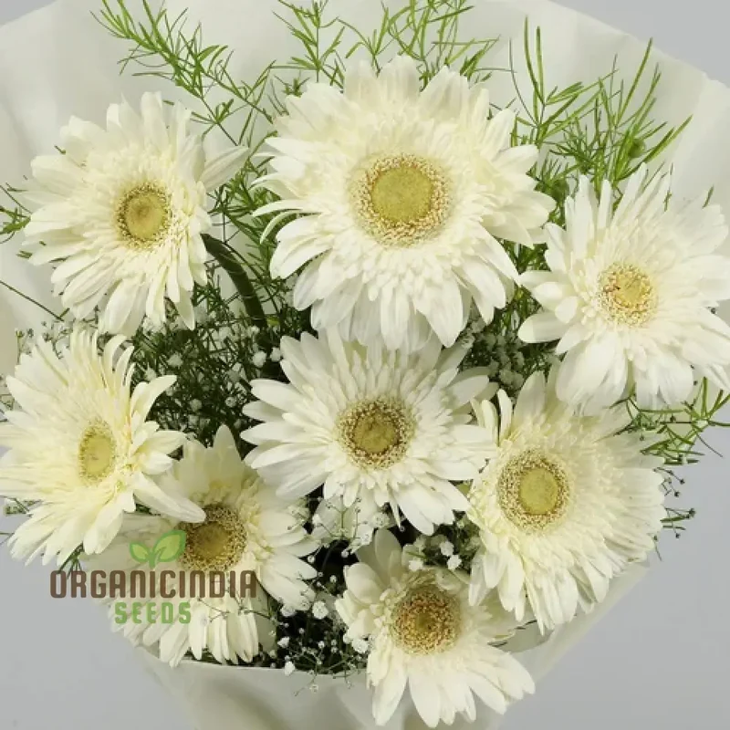 Gerbera Seeds (Gerbera Daisy Seeds) - Vibrant Long-Blooming Flowers for Gardens
