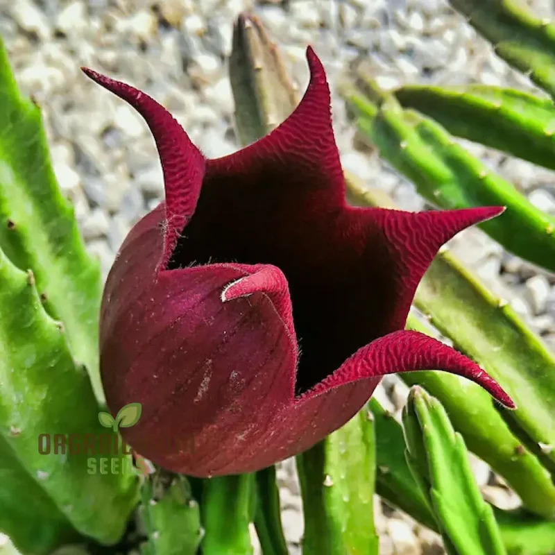 Leendertz's Carrion Flower Seeds for Planting, Cultivating Rare and Fascinating Blooms in Your Garden