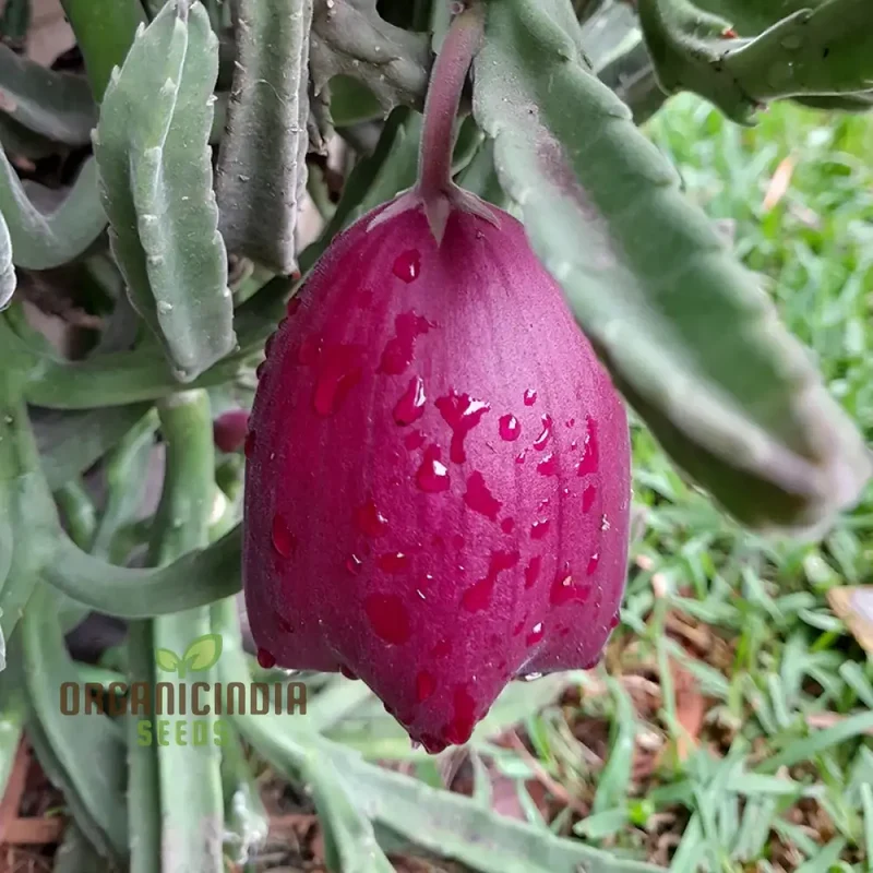 Leendertz's Carrion Flower Seeds for Planting, Cultivating Rare and Fascinating Blooms in Your Garden