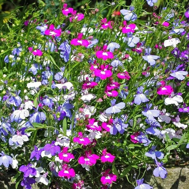 Mixed Lobelia Regatta Seeds – Vibrant Garden Variety for Hanging Displays
