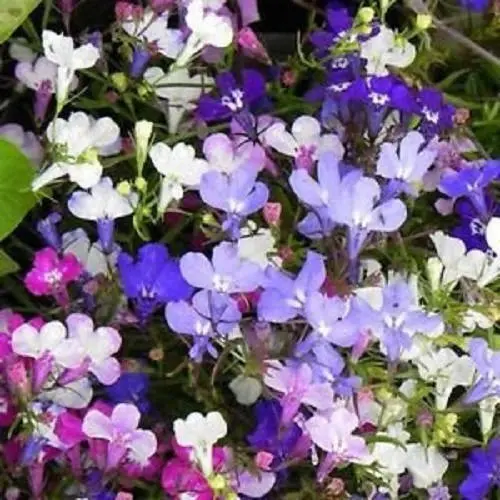 Mixed Lobelia Regatta Seeds – Vibrant Garden Variety for Hanging Displays
