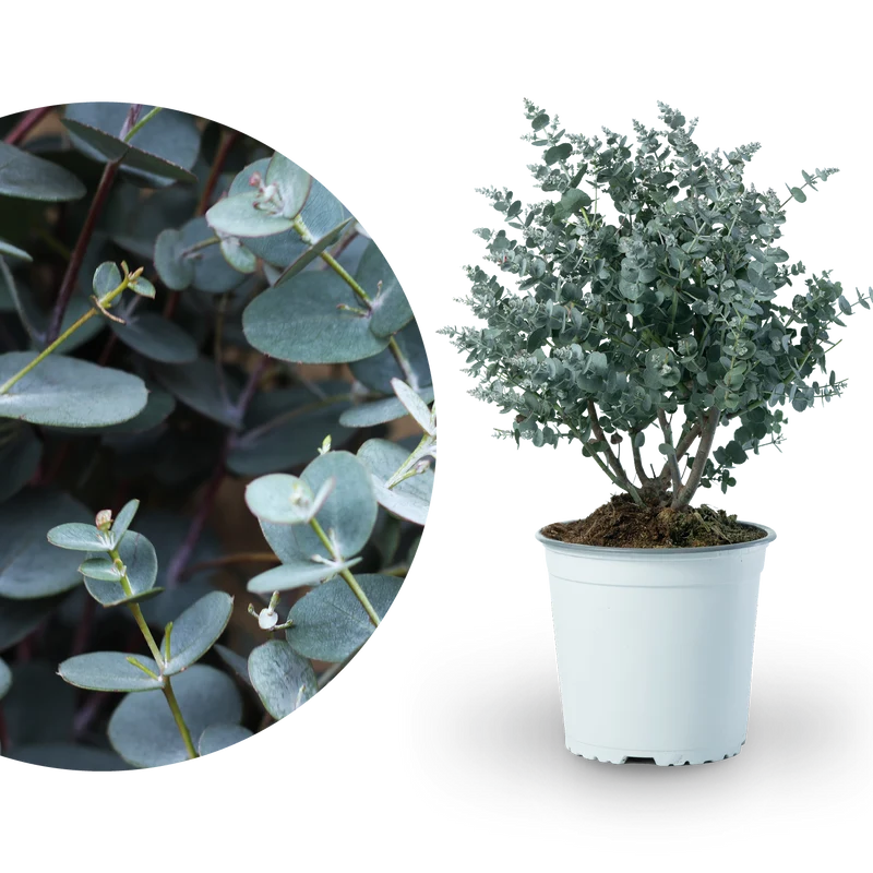 Eukalyptus