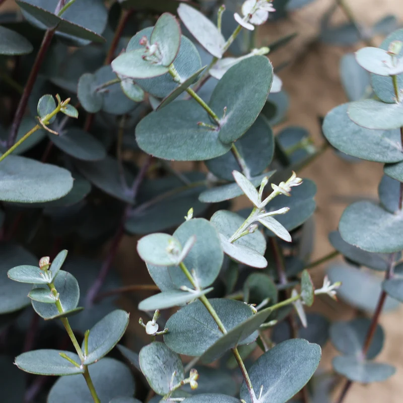 Eukalyptus