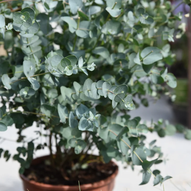 Eukalyptus