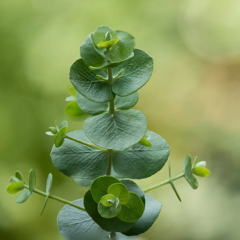 Eukalyptus