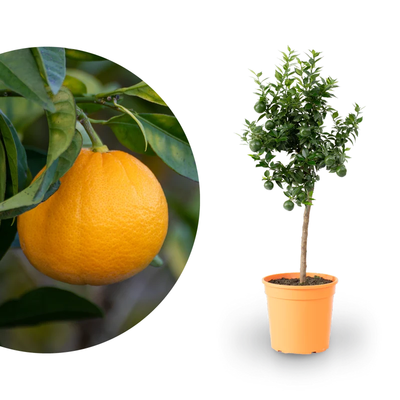 Bitterorange Chinotto ORANGE TIME®
