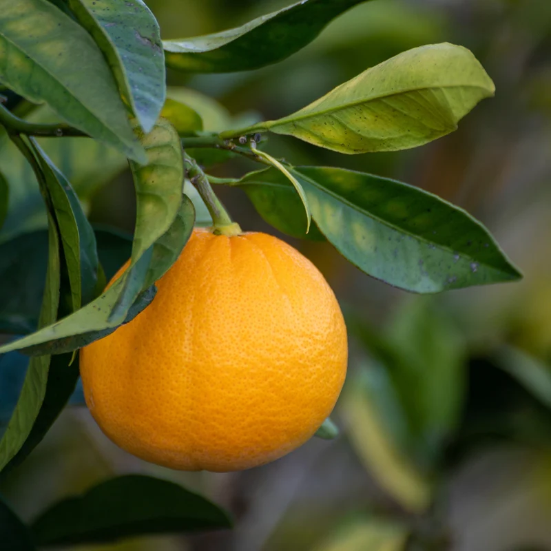 Bitterorange Chinotto ORANGE TIME®