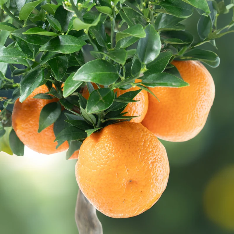 Bitterorange Chinotto ORANGE TIME®