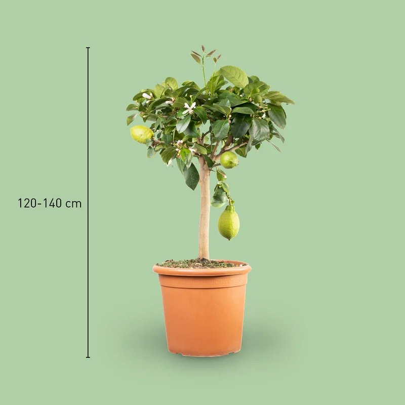 Zitronenbaum XXL-Größe