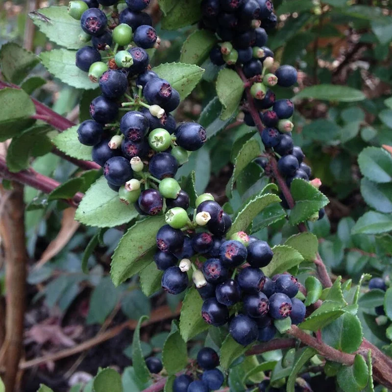 Evergreen Huckleberry Bush Seeds, Planting Fruit Seeds - 100 pcs