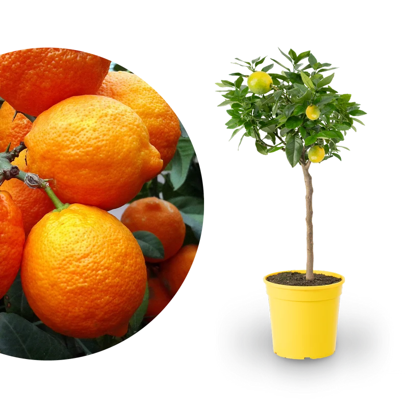 Rote Zitrone LEMON TIME® 'Rosso'