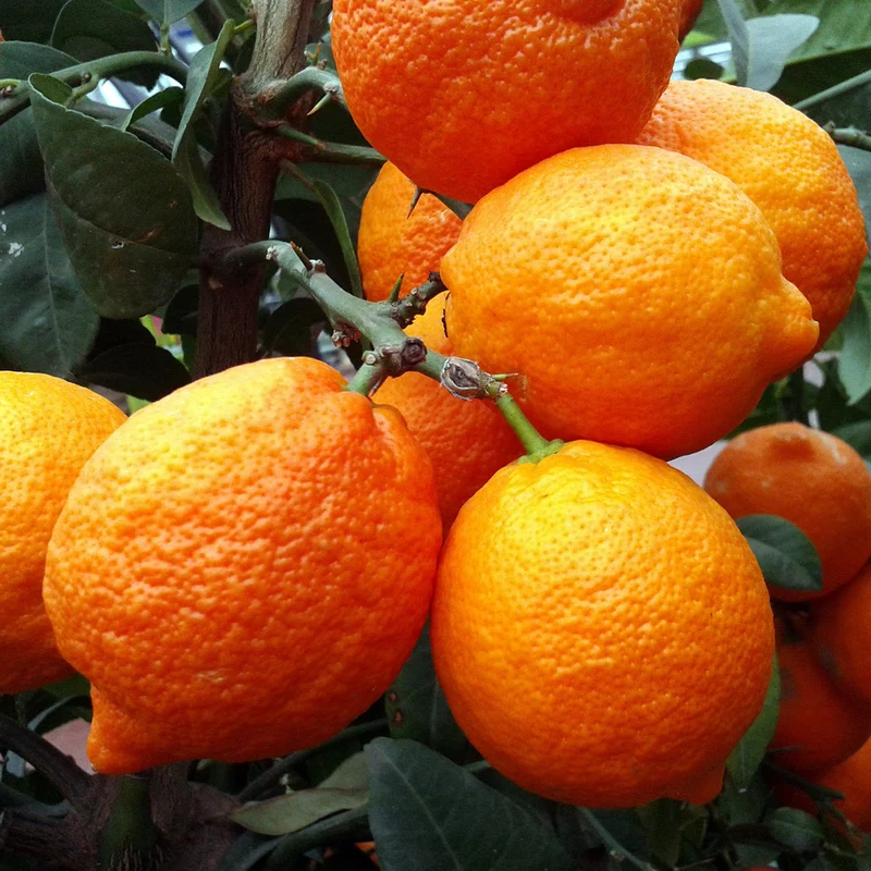 Rote Zitrone LEMON TIME® 'Rosso'