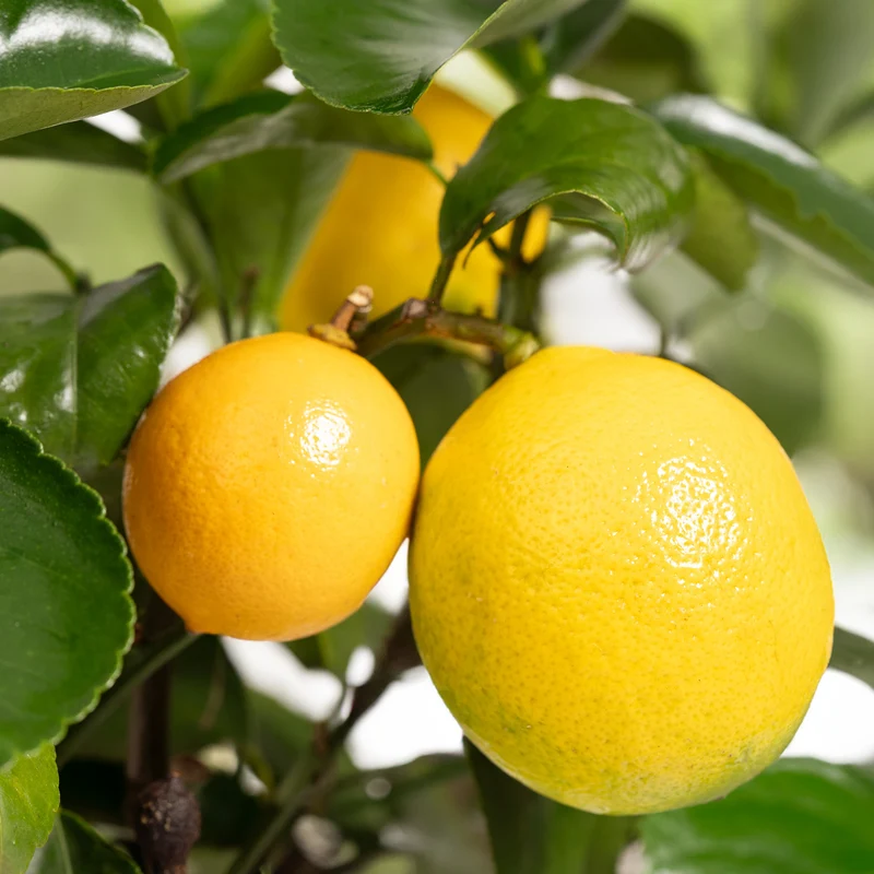 Rote Zitrone LEMON TIME® 'Rosso'