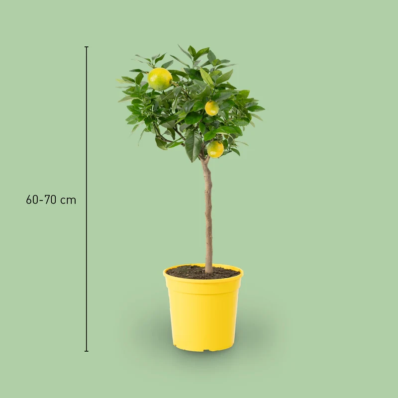 Rote Zitrone LEMON TIME® 'Rosso'