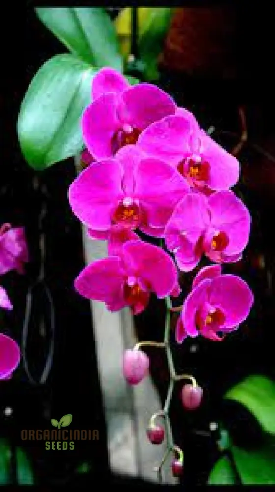 Orchid Seeds (Phalaenopsis Orchid Flower Seeds) - Premium Indoor and Outdoor Blooms