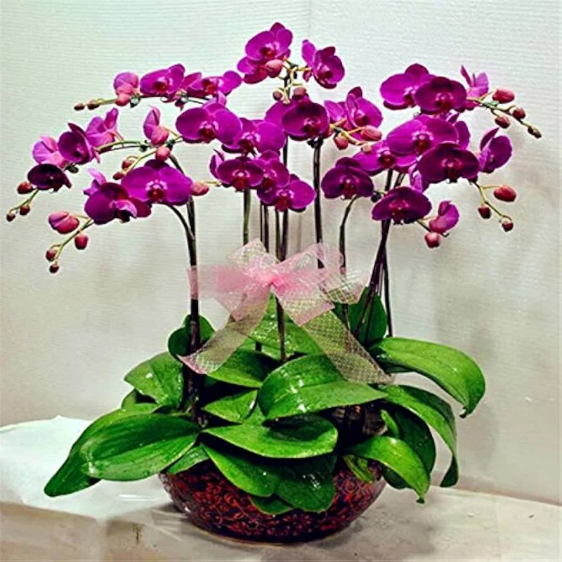 Orchid Seeds (Phalaenopsis Orchid Flower Seeds) - Premium Indoor and Outdoor Blooms