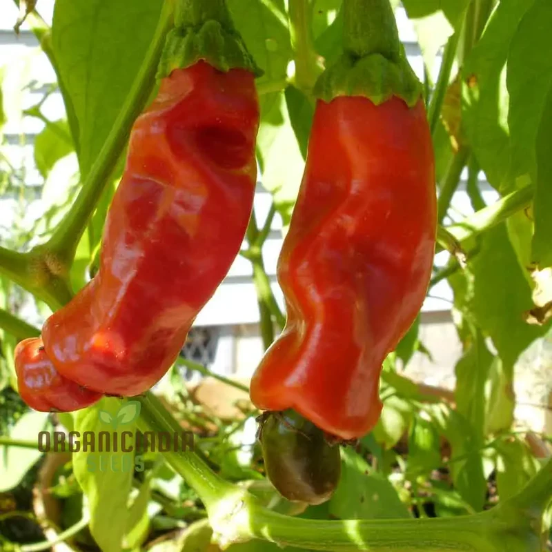 Peter Pepper Red Hot Pepper Seeds Unique Variety for Planting and Growing at Home